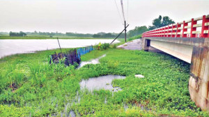 চোখের সামনে পচে গেল সব চারা