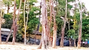১৩ হাজার একর বন  রক্ষায় মাত্র ৩০ কর্মী