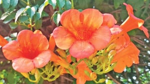 ট্রামপেট লতার মোহনীয় ফুল