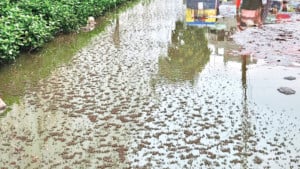 ৪১ নম্বর ওয়ার্ডে মশার ঝাঁক