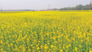 সরিষা পুষিয়ে দিল আমনের ক্ষতি