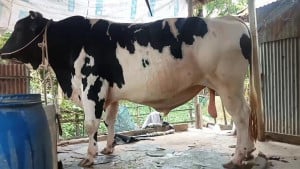 ৩২ মণের ‘সাদাময়না’ যেন এলাকার সেলিব্রিটি