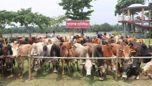 কোরবানির ঈদ সামনে রেখে চোরাইপথে আসছে গরু