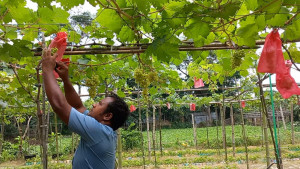 দেশের মাটিতেই থোকায়  থোকায় ঝুলছে আঙুর