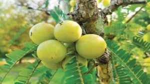 অসময়ে দেখা আমলকী