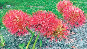 নাম তার মে ফ্লাওয়ার