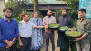 রোগমুক্ত চারায় দ্বিগুণ ফলন, বাড়ছে চাহিদা