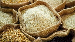 ৬ লাখ টন চাল ও গম আমদানি করছে সরকার