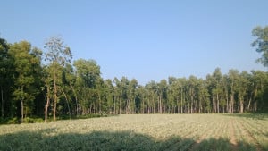বনের জমি দখলের নতুন কৌশল আনারস চাষ