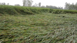 নাগেশ্বরীতে বৃষ্টি-বাতাসে নুয়ে পড়েছে ধান, দুশ্চিন্তায় কৃষক