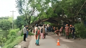 বগুড়া-নগরবাড়ী মহাসড়কে গাছ উপড়ে ১০ ঘণ্টা যান চলাচল বন্ধ