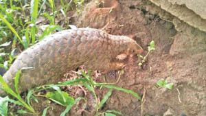 হাজারিখিল অভয়ারণ্যে মহাবিপন্ন বনরুই