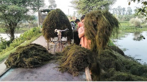 ‘ঝাই’ বিক্রি করে জীবিকা
