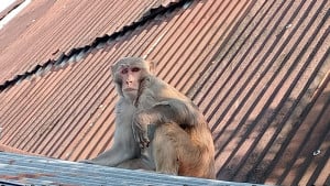 লোকালয়ে পথভোলা হনুমান