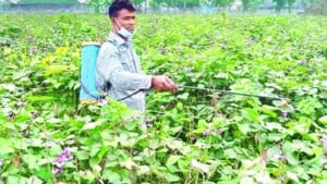 ফসলে অনিয়ন্ত্রিত কীটনাশক, স্বাস্থ্যঝুঁকি