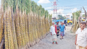 ‘চার মাসের বাজারে’ বিক্রি  ৭০ কোটি টাকার আখ