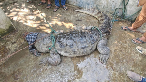 ইছামতী নদীতে ধরা পড়ল ১০ ফুট লম্বা কুমির