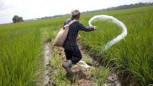 চাহিদার অর্ধেক সার বরাদ্দ