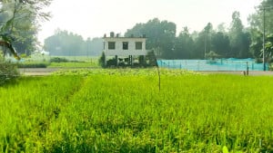 ফসলি মাঠ মাড়িয়ে ক্লিনিকে যাতায়াত