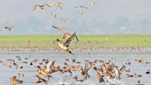 অতিথি পাখির সুরক্ষা