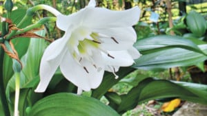 অন্য এক আমাজন লিলি