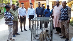 মুখপোড়া হনুমানের ঠাঁই হলো চিড়িয়াখানায়