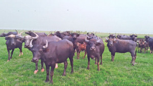 তিন চর ঘিরে ৬০০  কোটির বাজার