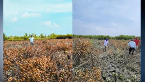 সোনাদিয়ায় প্যারাবন কেটে চিংড়িঘের, ২০ জনের বিরুদ্ধে মামলা