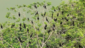 পাখি শিকার বন্ধে মাইকিং, সাইনবোর্ড স্থাপনের সিদ্ধান্ত