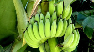 গর্ভাবস্থায় কাঁচা কলা খাওয়া কি নিরাপদ?