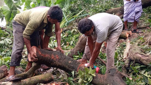 নিলামে কেবল বাবা-ছেলে কৌশলে ২১ গাছ বিক্রি