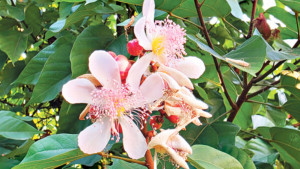 দইগোটার অপরূপ ফুল