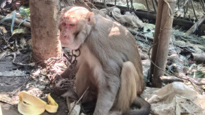 দলছুট বানরটি এখন নিরাপদ