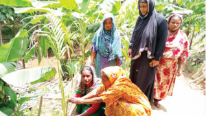 সবুজে ভরছে বরকল