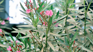 নির্মল বায়ুর শহরের খ্যাতি হারিয়েছে রাজশাহী