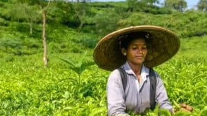 আজও ম্লান নতুন  কুঁড়ির নন্দিতা