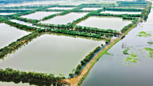 শহরে ভরাট, গ্রামে পুকুর খনন
