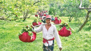কাঞ্চননগরের পেয়ারা