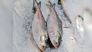 বিরক্ত ইলিশ পথ বদলাচ্ছে