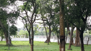 রাজশাহী সার্কিট হাউসের উন্নয়ন কাজে কাটা হবে ৫২টি গাছ