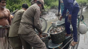 নিষেধাজ্ঞার মৌসুমে নিধন  মাছ-কাঁকড়া, শঙ্কায় জেলে