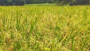 মাধবপুরে আউশ ধানের দামে হতাশ কৃষক
