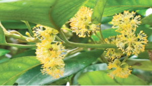 ঢাকার প্রাকৃত তরু মেন্দা
