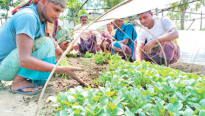 শাহ্‌নগরে চারার হাসি