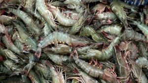 চিংড়ি চাষে এবার বড়  ক্ষতির মুখে চাষিরা