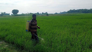 পোকার আক্রমণে দুশ্চিন্তায় আমন চাষিরা