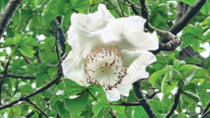 রমনা উদ্যানের বাওবাব ফুল