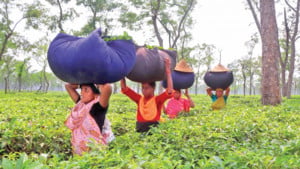 চায়ের দেশে বৈচিত্র্যের সম্ভার