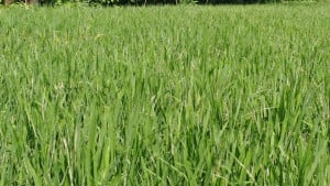 পোকার সঙ্গে পাতা মোড়ানো রোগ, দিশেহারা আমন চাষি