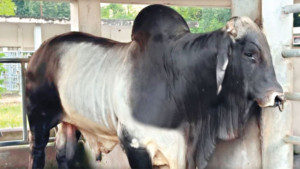 বিতর্ক দিয়েই শেষ হলো সেই ব্রাহমা গরু অধ্যায়